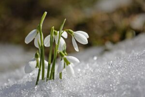 Schneeglöckchen